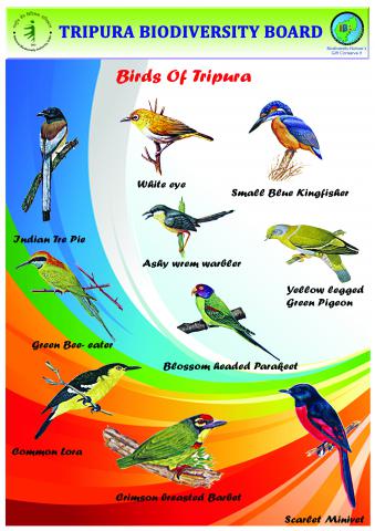 Birds-Tripura2-23